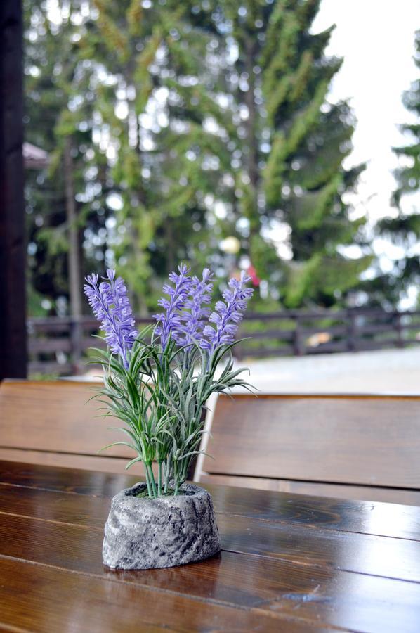 Pensiunea Panoramic Vartop Ngoại thất bức ảnh